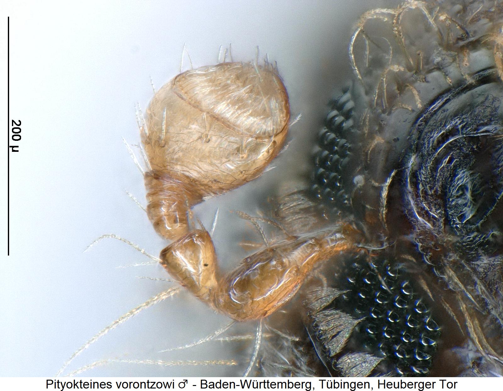 pityokteines_vorontzowi_m_f.jpg