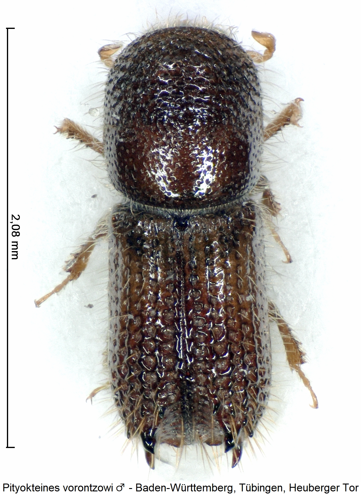 pityokteines_vorontzowi_m_hab.jpg