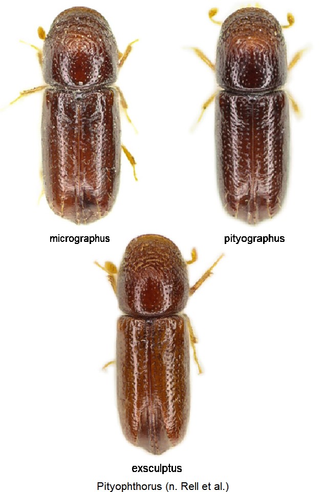 pityophthorus__vgl.jpg