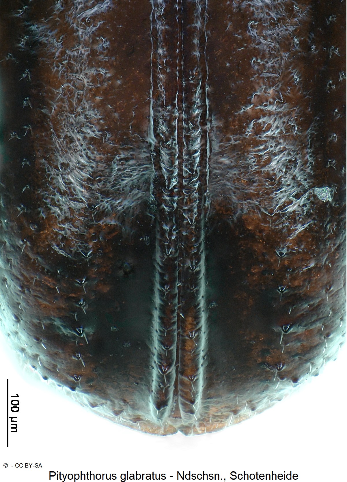 pityophthorus_glabratus_ck12957_dec.jpg
