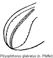 pityophthorus_glabratus_fld.gif