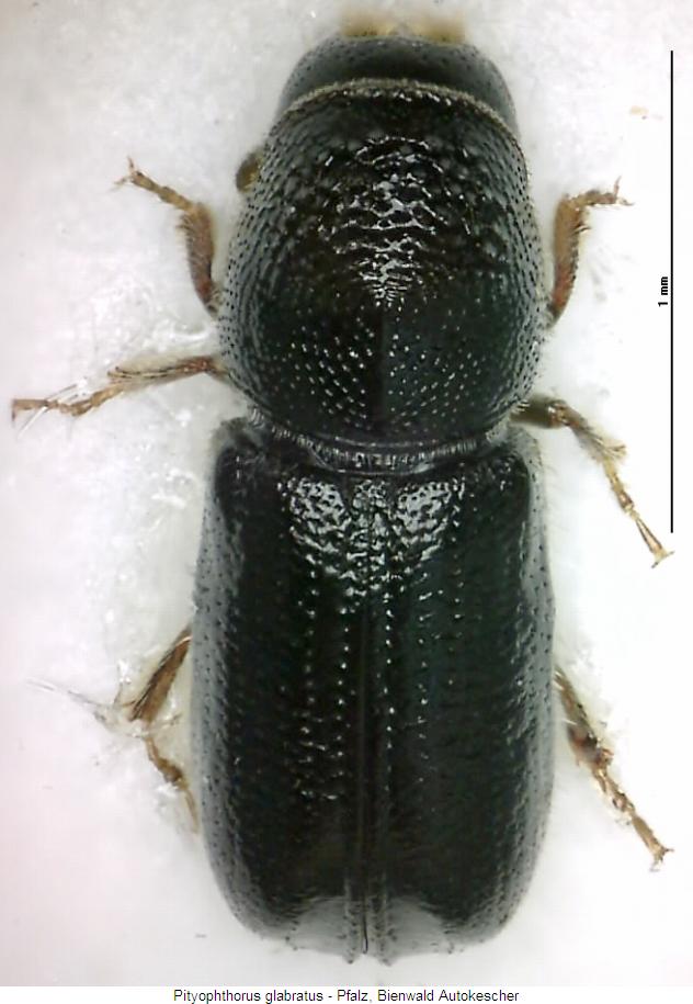 pityophthorus_glabratus_hab.jpg