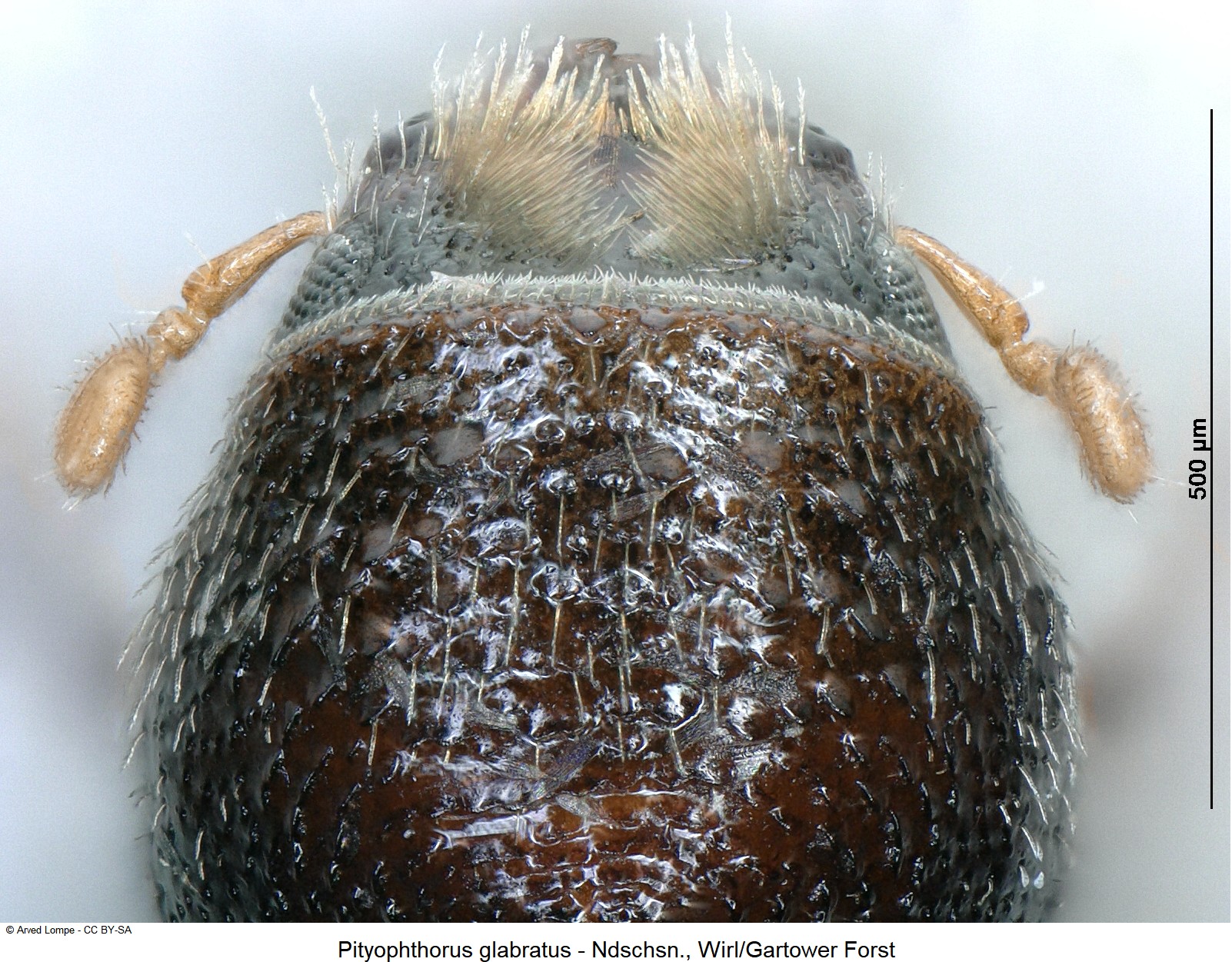 pityophthorus_glabratus_hsch.jpg