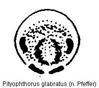 pityophthorus_glabratus_k.gif