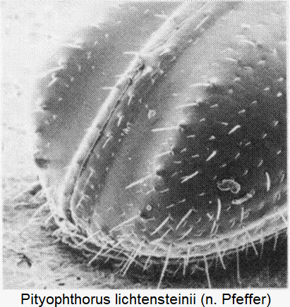 pityophthorus_lichtensteinii_dec.gif