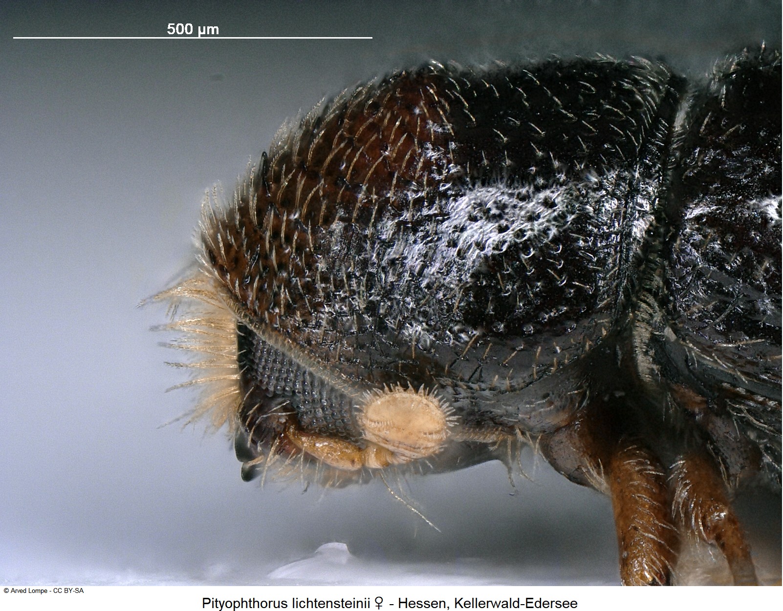 pityophthorus_lichtensteinii_w_ck34336601_sa_k.jpg