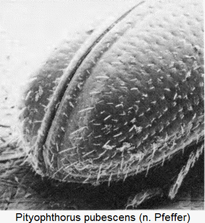 pityophthorus_pubescens_dec.gif