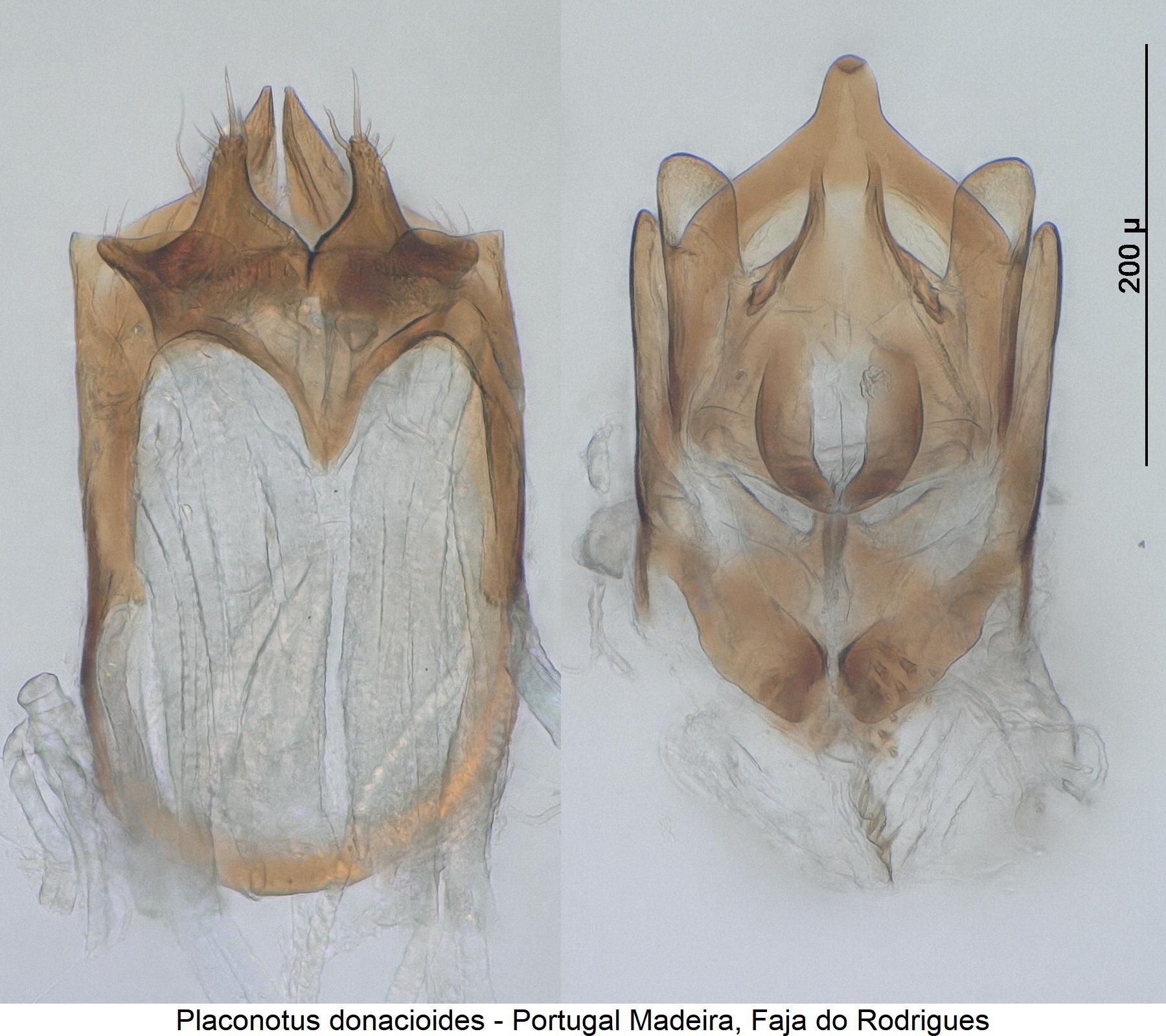 placonotus_donacioides_detail.jpg