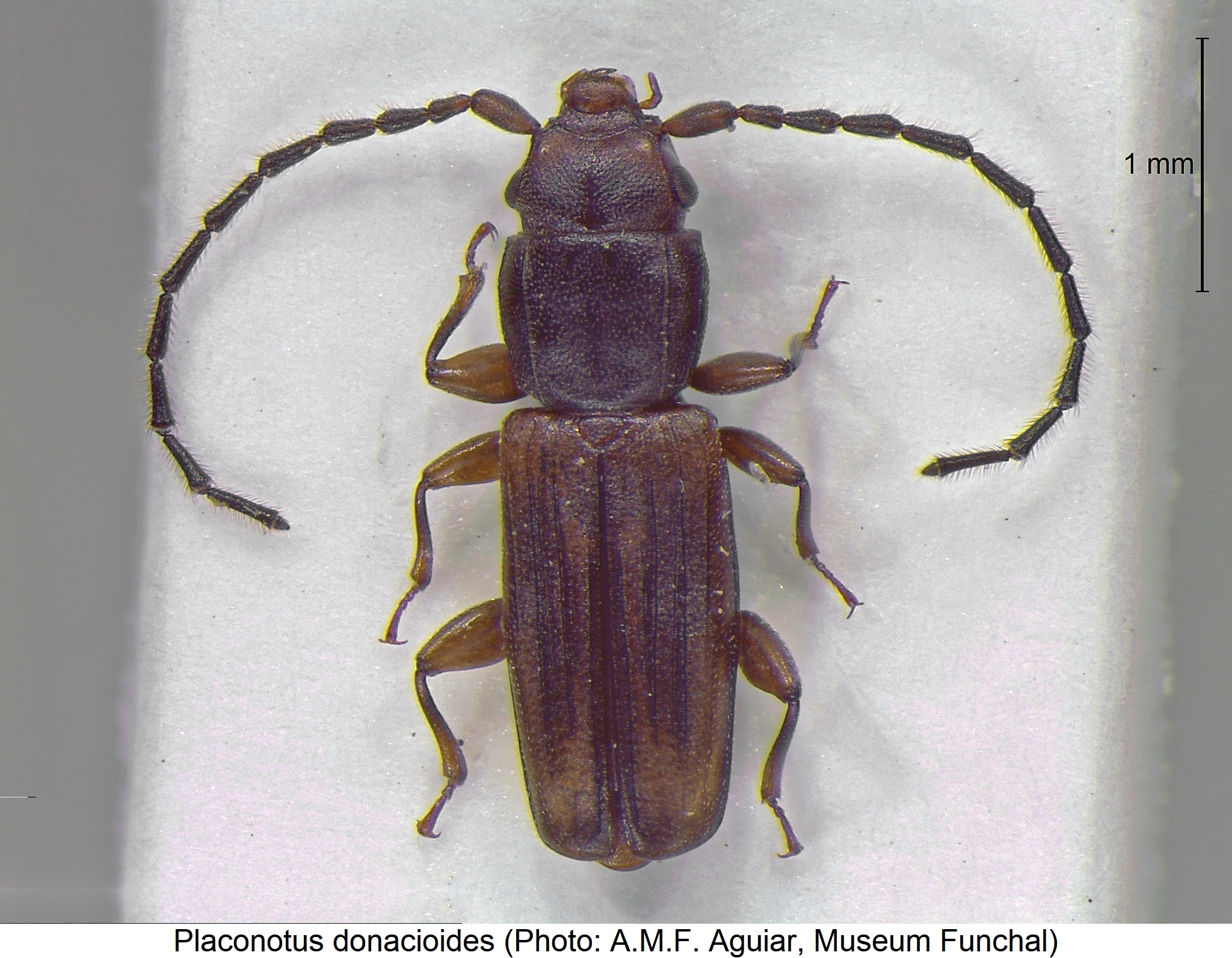 placonotus_donacioides_hab.jpg