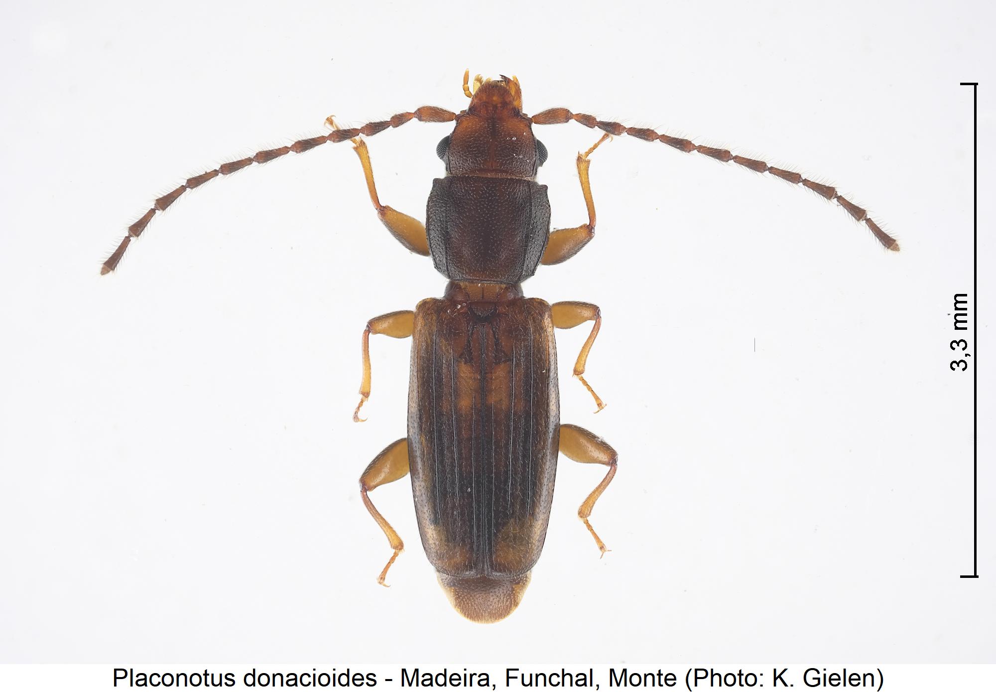 placonotus_donacioides_hab1.jpg