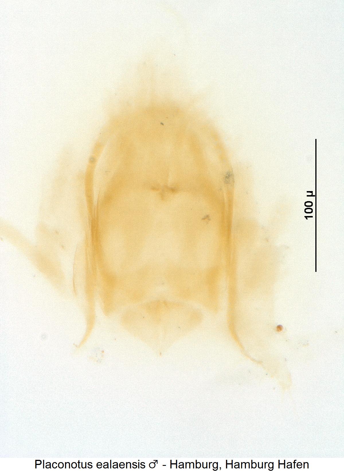 placonotus_ealaensis.jpg