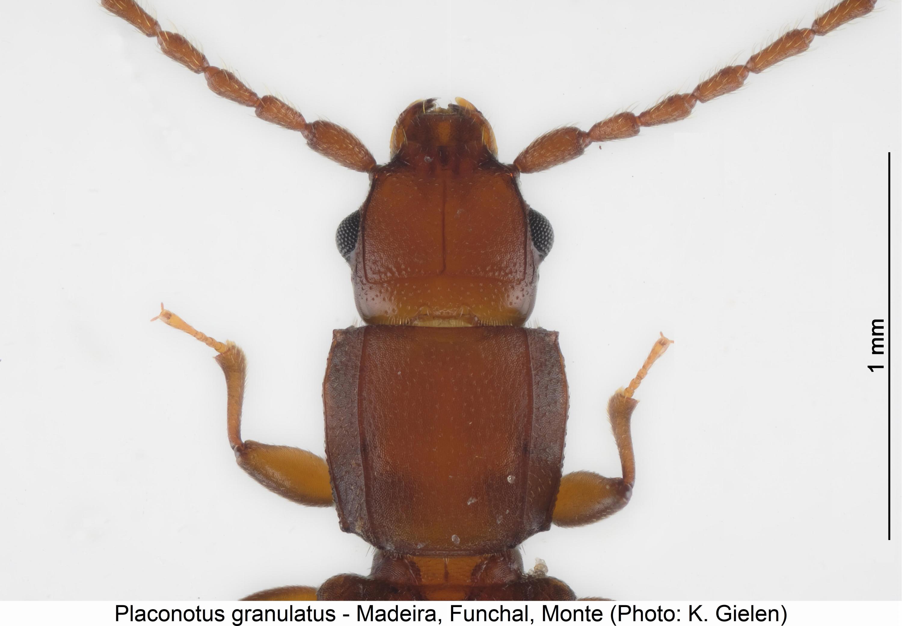 placonotus_granulatus_vk.jpg