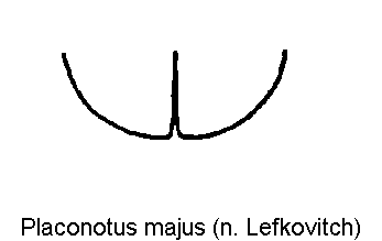 placonotus_majus_fld.gif