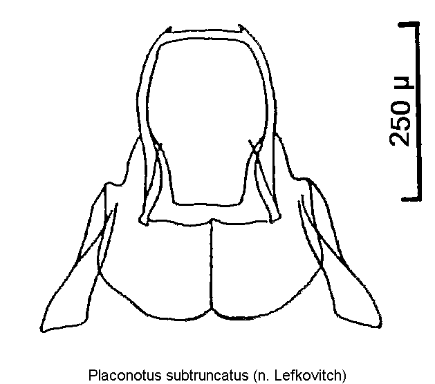 placonotus_subtruncatus.gif