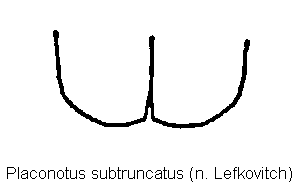 placonotus_subtruncatus_fld.gif