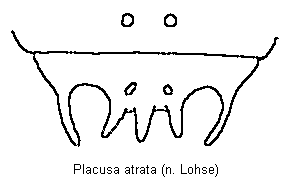 placusa_atrata_tergit.gif