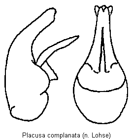 placusa_complanata.gif