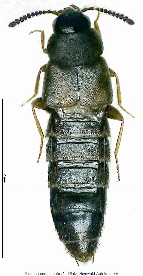 placusa_complanata_hab.jpg