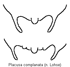 placusa_complanata_tergit.gif