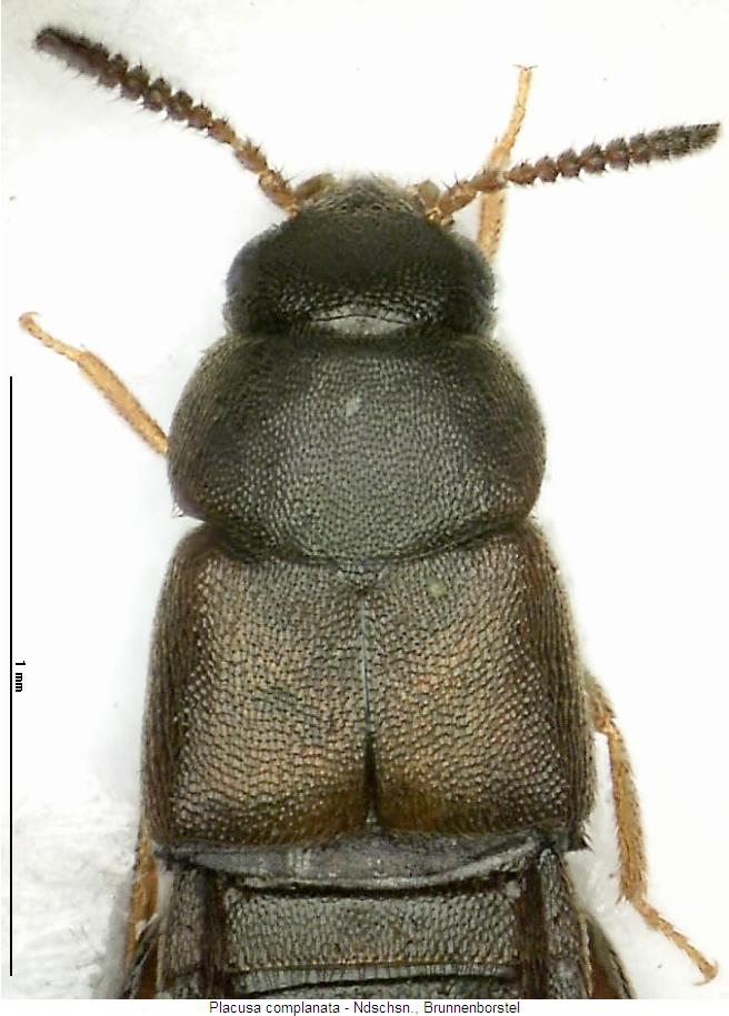 placusa_complanata_vk.jpg