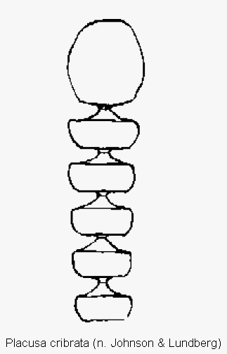 placusa_cribrata_f.gif