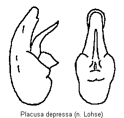 placusa_depressa.gif