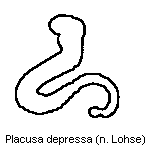 placusa_depressa_sperm.gif