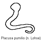placusa_pumilio_sperm.gif