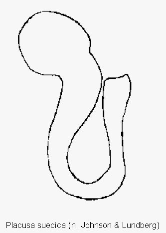 placusa_suecica_sperm.gif