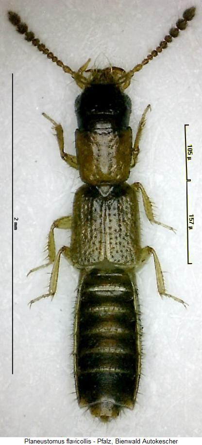 planeustomus_flavicollis_hab.jpg