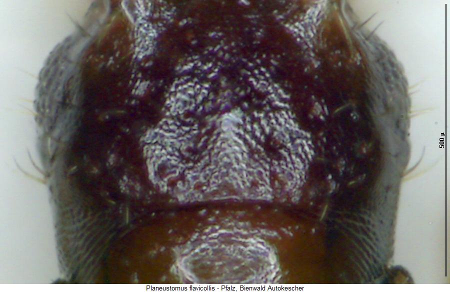 planeustomus_flavicollis_k.jpg