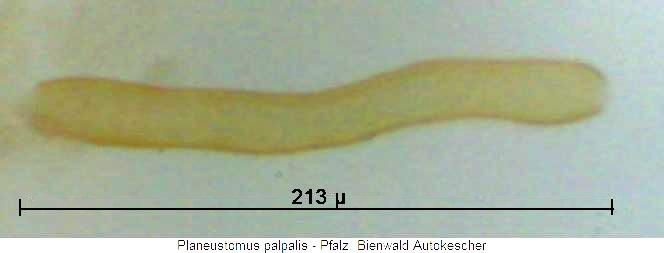 planeustomus_palpalis_sperm.jpg