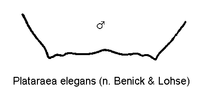 plataraea_elegans_ter.gif
