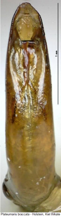 plateumaris_braccata.jpg