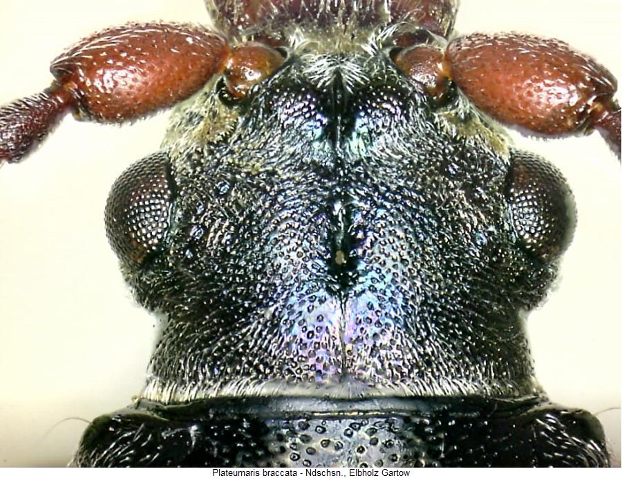 plateumaris_braccata_k.jpg