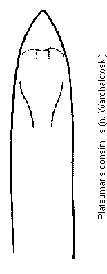 plateumaris_consimilis.gif