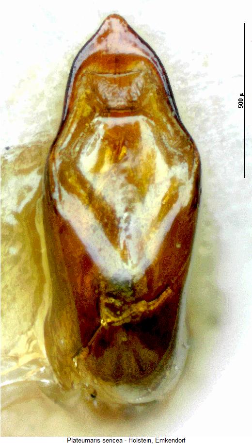 plateumaris_sericea.jpg