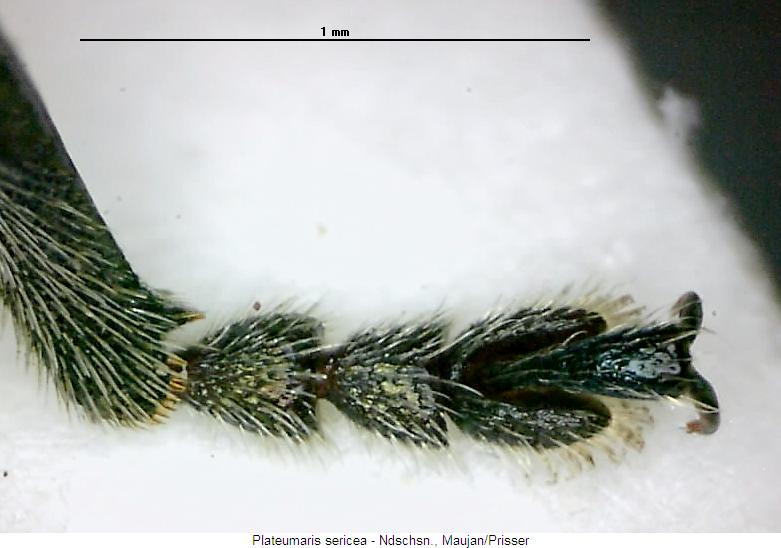 plateumaris_sericea_tr.jpg