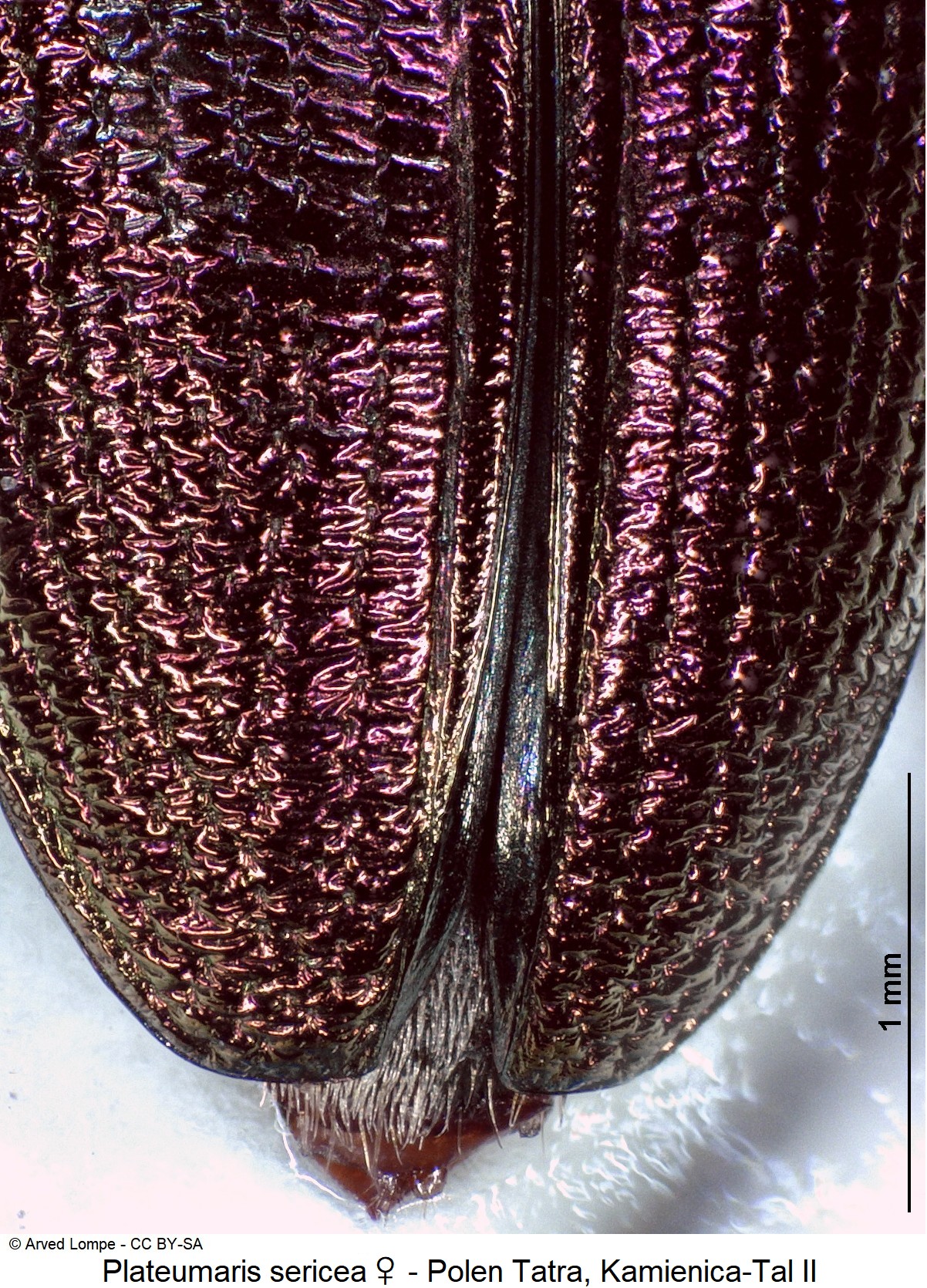 plateumaris_sericea_w_dec.jpg