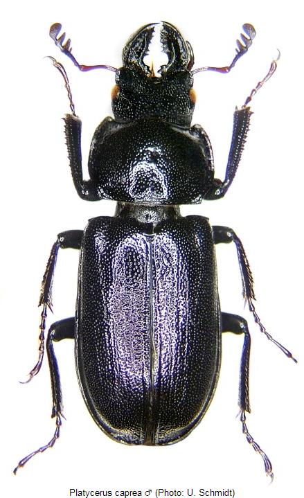platycerus_caprea_hab.jpg