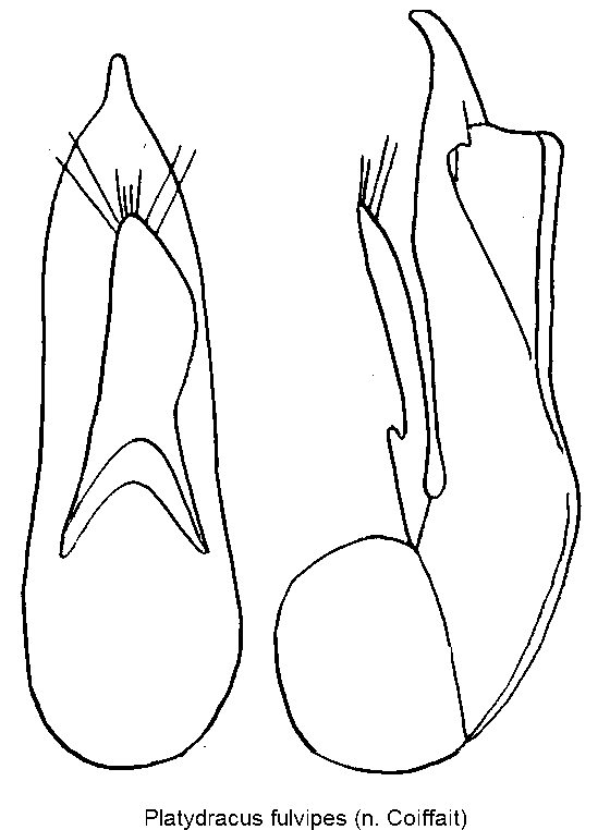 platydracus_fulvipes.gif