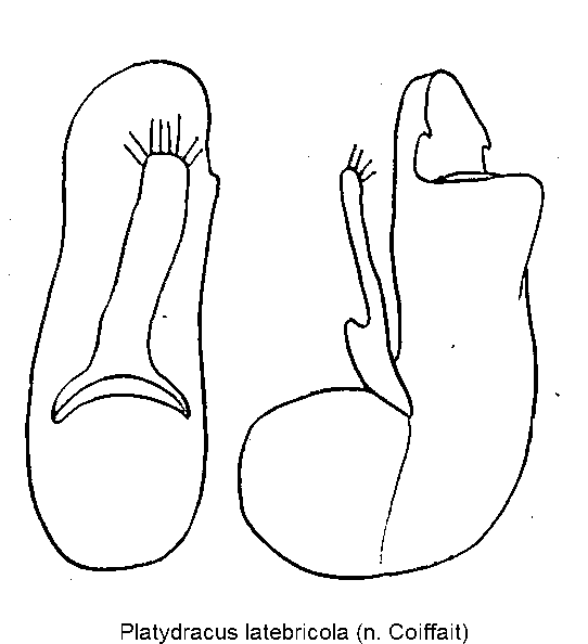 platydracus_latebricola.gif