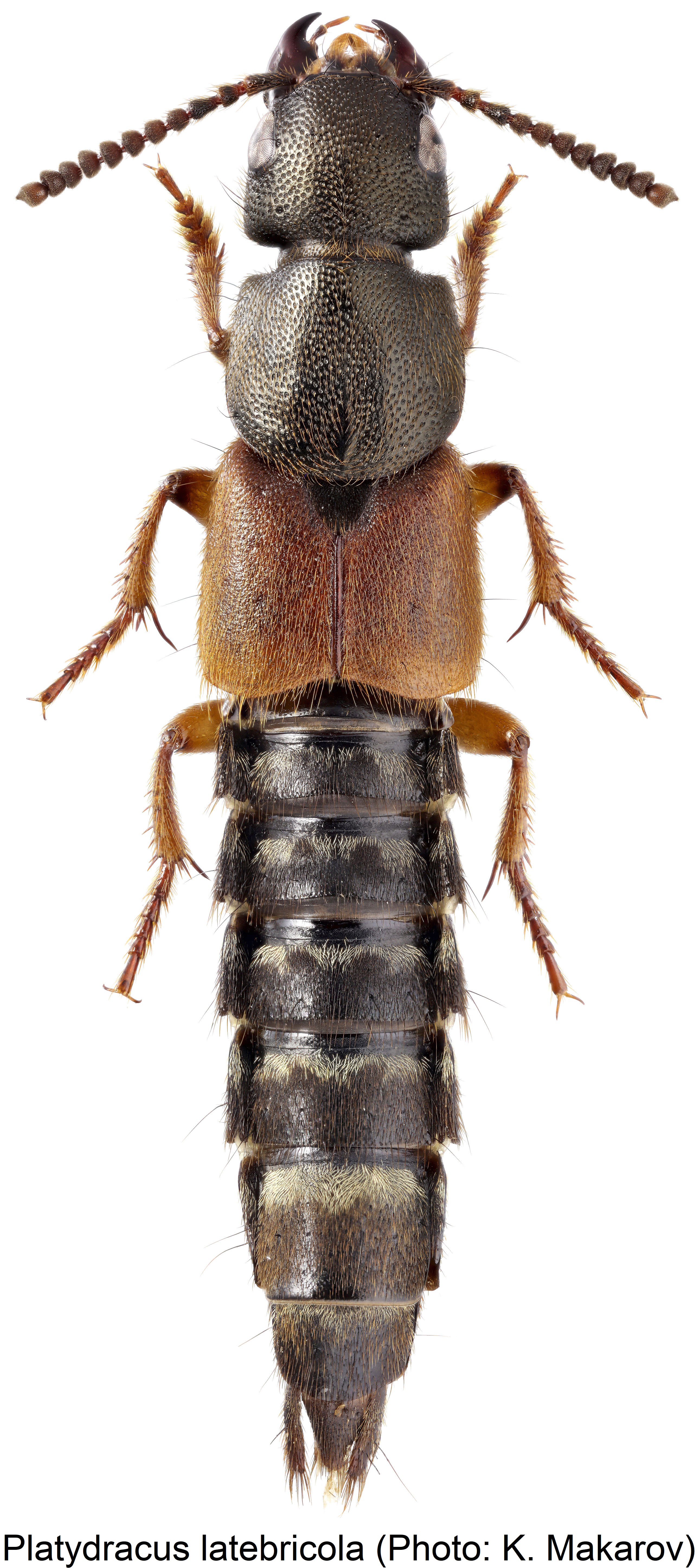 platydracus_latebricola_hab.jpg