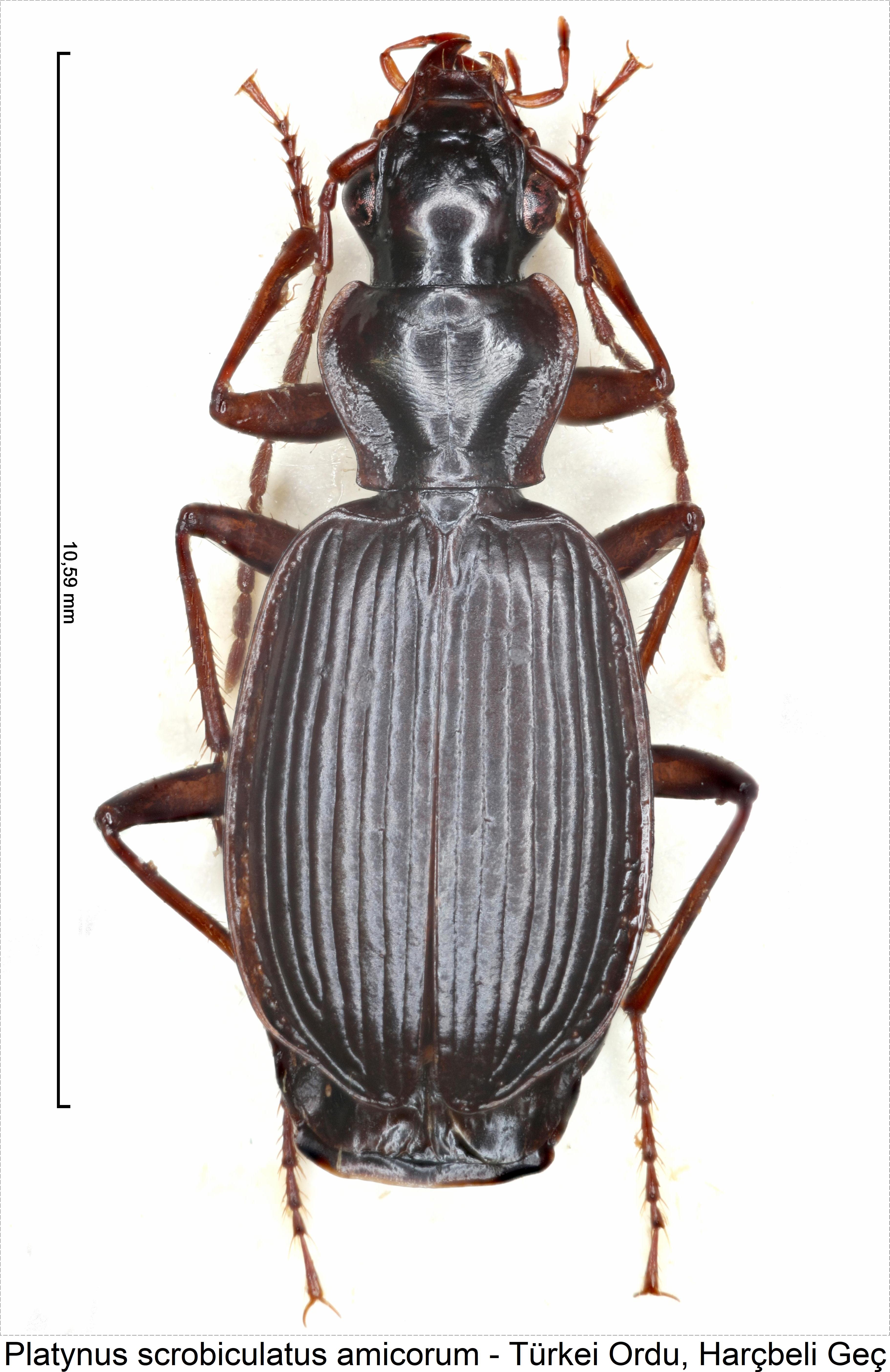 platynus_amicorum_hab.jpg