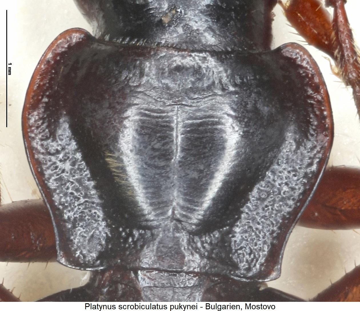 platynus_purkynei_hsch.jpg