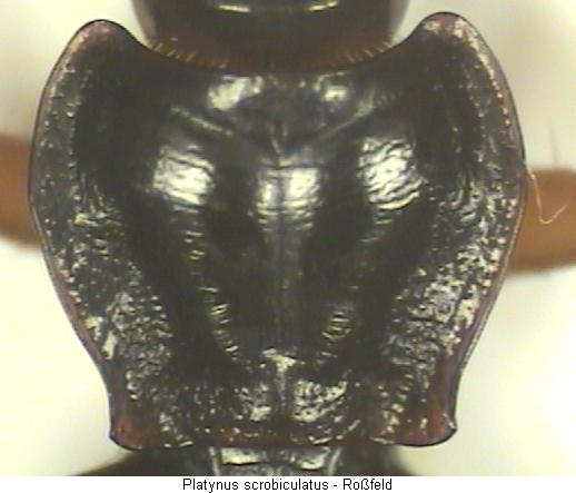 platynus_scrobiculatus_hsch.jpg