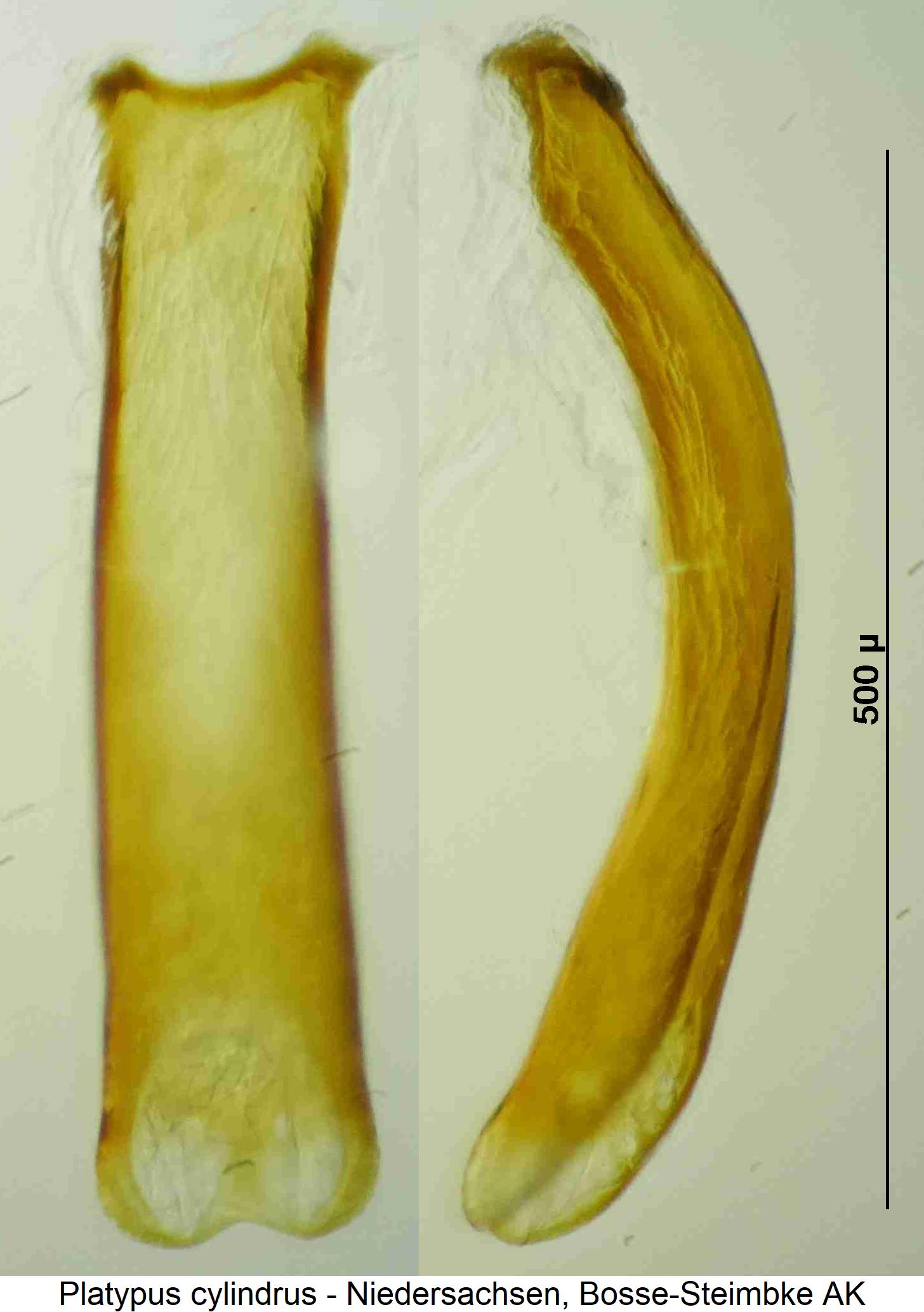 platypus_cylindrus.jpg
