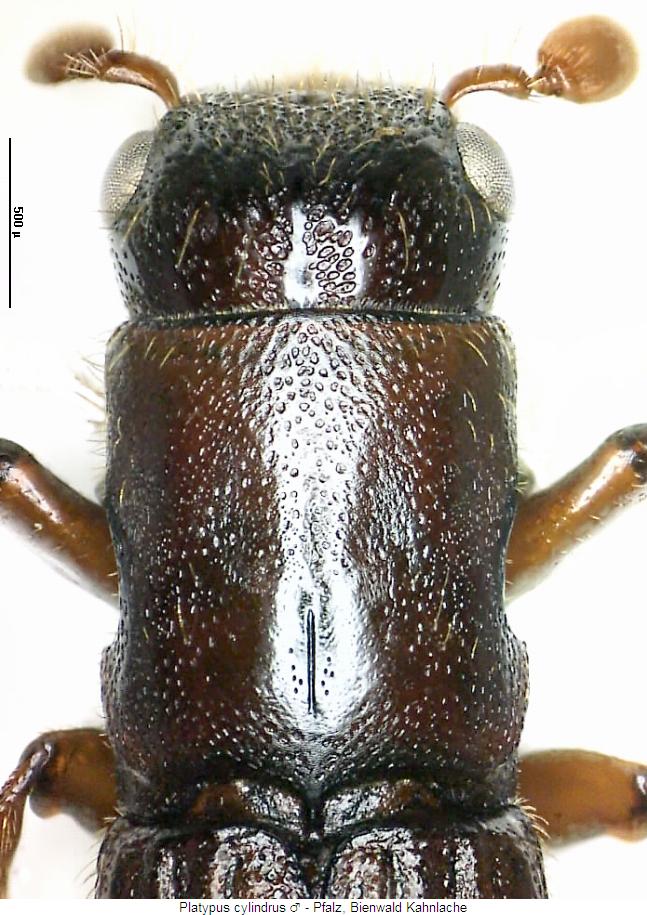 platypus_cylindrus_m_vk.jpg