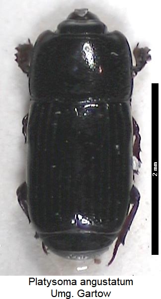 platysoma_angustatum_hab.jpg