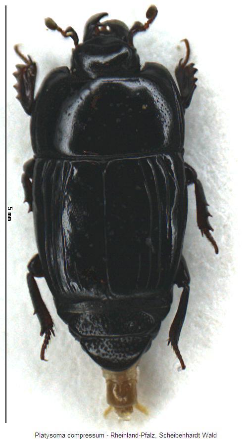 platysoma_compressum_hab.jpg